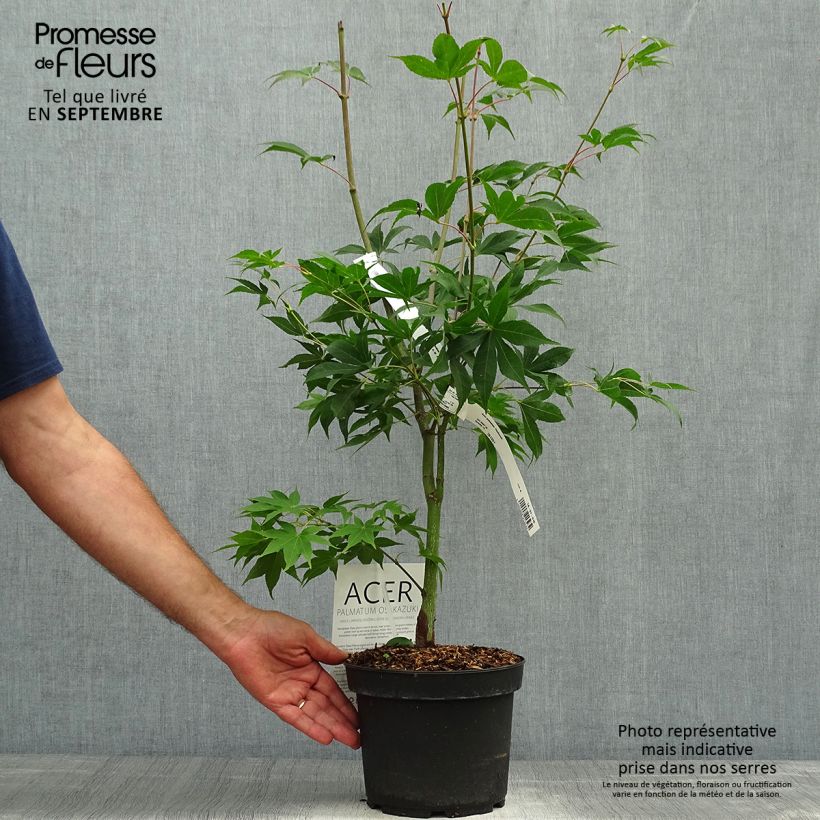 Esemplare di Acer palmatum Osakazuki - Acero giapponese Vaso da 3L/4L come consegnato in autunno