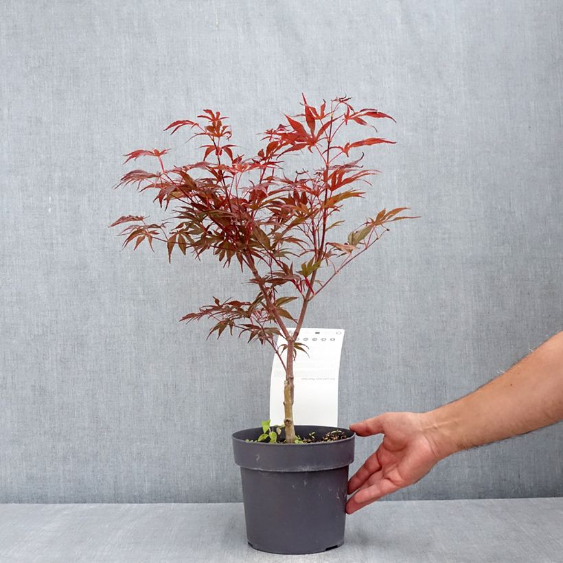 Esemplare di Acer palmatum Pevé Dave - Acero giapponese Vaso da 3L/4L consegnato in estate