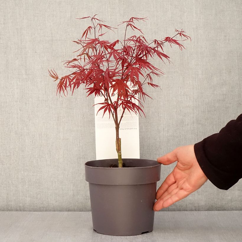 Acer palmatum Pevé Dave - Acero giapponese Vaso da 3L/4L esemplare consegnato in primavera