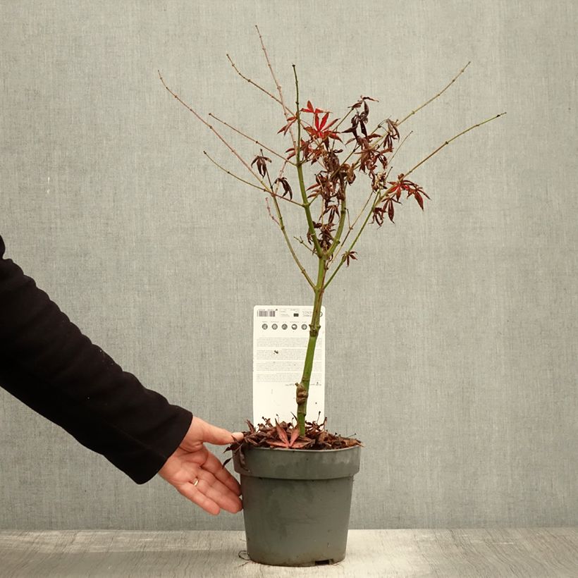 Esemplare di Acer palmatum Pevé Starfish - Acero giapponese Vaso da 2L/3L come consegnato in autunno