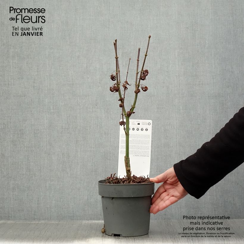 Acer palmatum Pevé Starfish - Acero giapponese Vaso da 2L/3L esemplare consegnato in inverno
