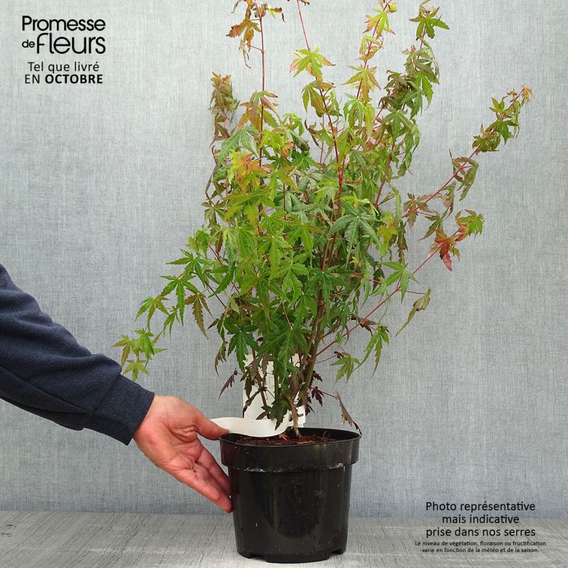 Esemplare di Acer palmatum - Acero giapponese Vaso da 3L/4L come consegnato in autunno