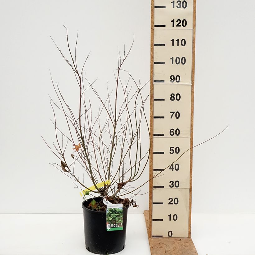 Esemplare di Acer palmatum - Acero giapponese Vaso da 7,5L/10L come consegnato in autunno