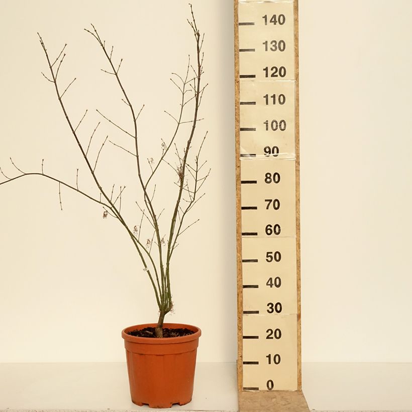 Acer palmatum Red Pygmy - Acero giapponese Vaso da 12L/15L esemplare consegnato in primavera