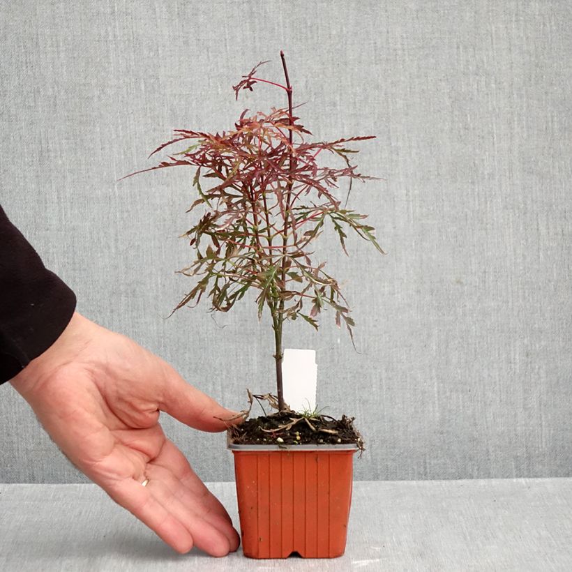 Esemplare di Acer palmatum Royal Garnet - Acero giapponese Vasetto da 8/9 cm come consegnato in autunno