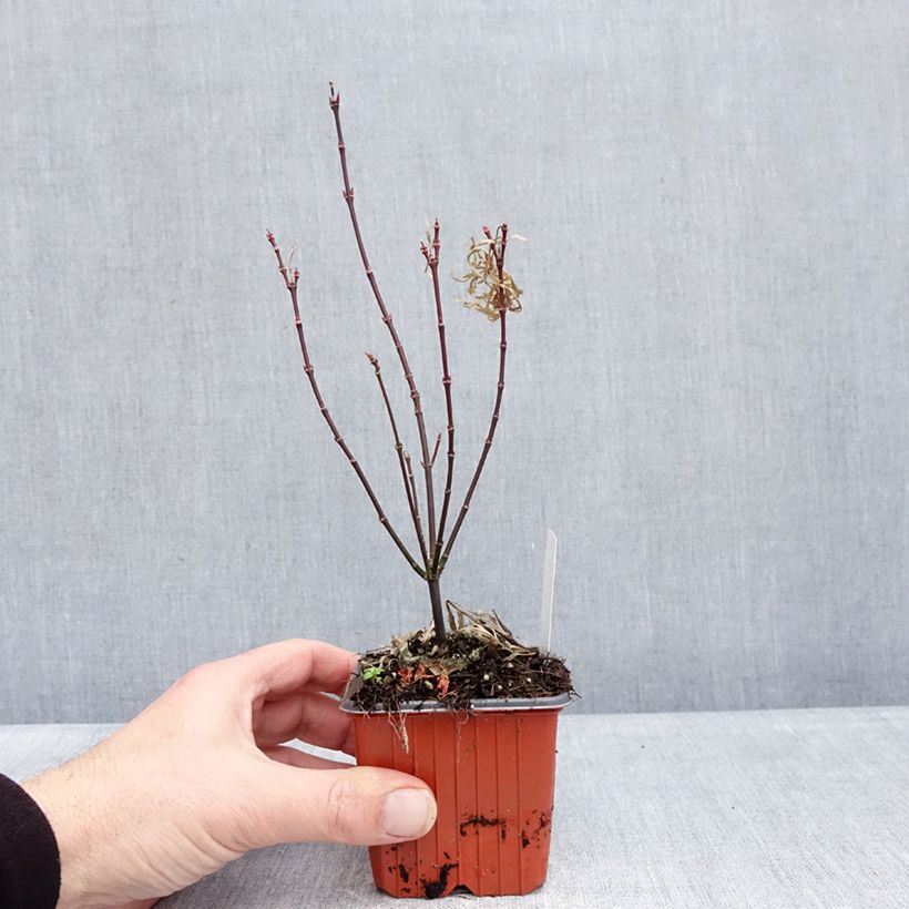 Acer palmatum Royal Garnet - Acero giapponese Vasetto da 8/9 cm esemplare consegnato in inverno