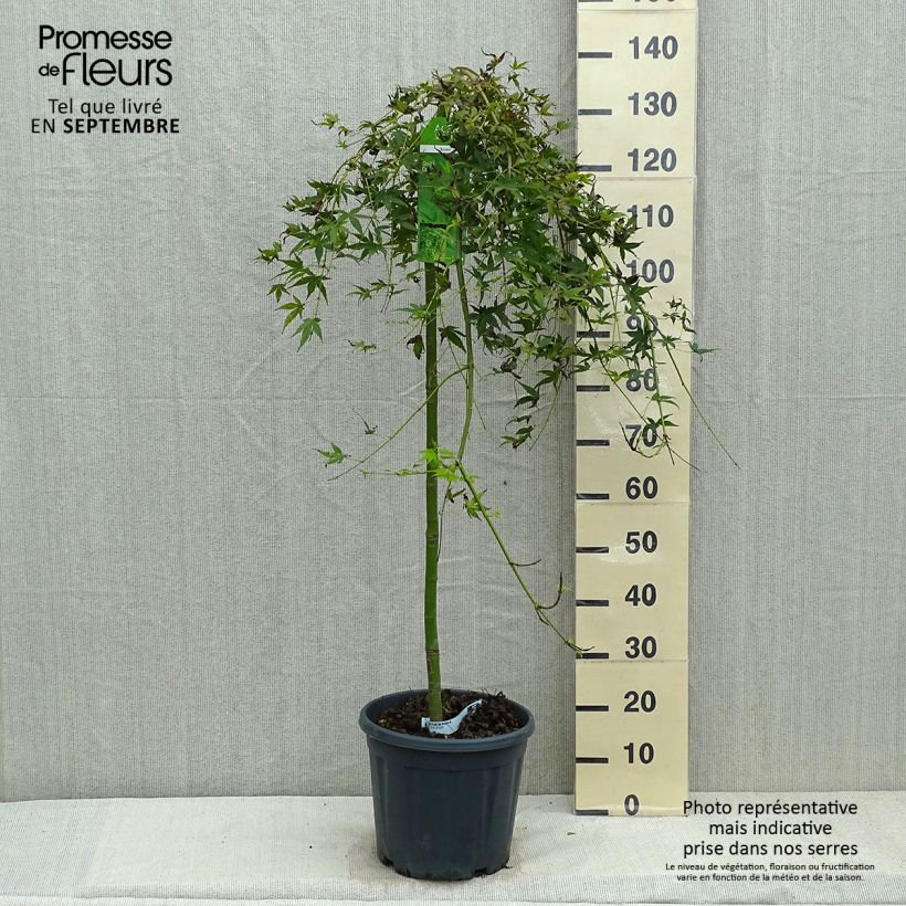 Esemplare di Acer palmatum Ryusen - Acero giapponese Vaso da 12L/15L come consegnato in autunno
