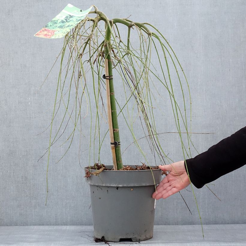 Acer palmatum Ryusen - Acero giapponese Vaso da 12L/15L esemplare consegnato in inverno