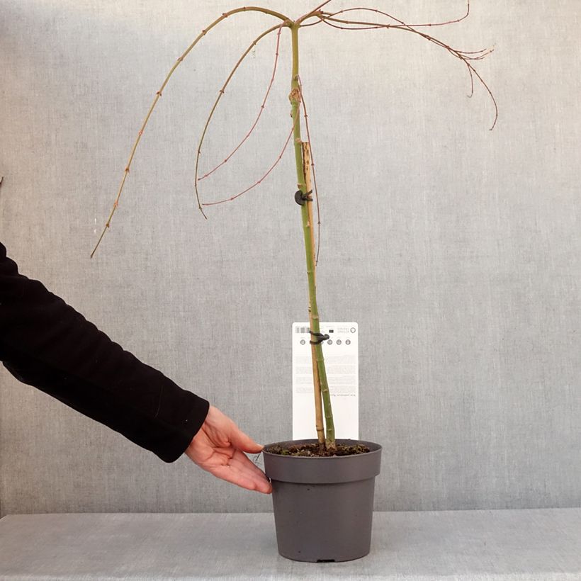 Acer palmatum Ryusen - Acero giapponese Vaso da 3L/4L esemplare consegnato in inverno
