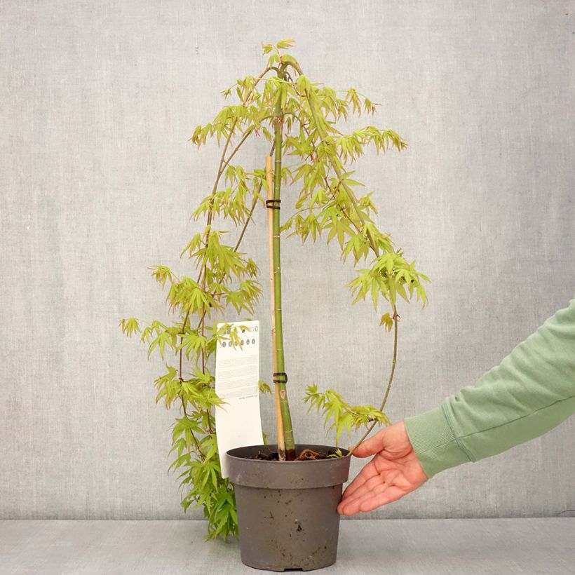 Acer palmatum Ryusen - Acero giapponese Vaso da 3L/4L, Vaso impalcato esemplare consegnato in primavera