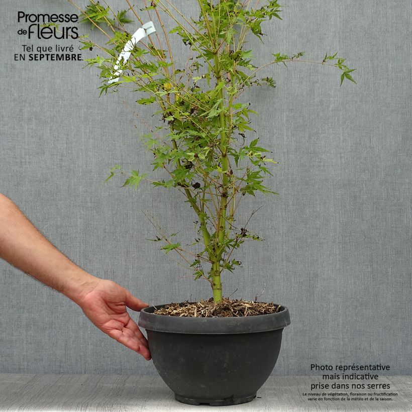 Esemplare di Acer palmatum Sangokaku - Acero giapponese Vaso da 6L/7L come consegnato in autunno