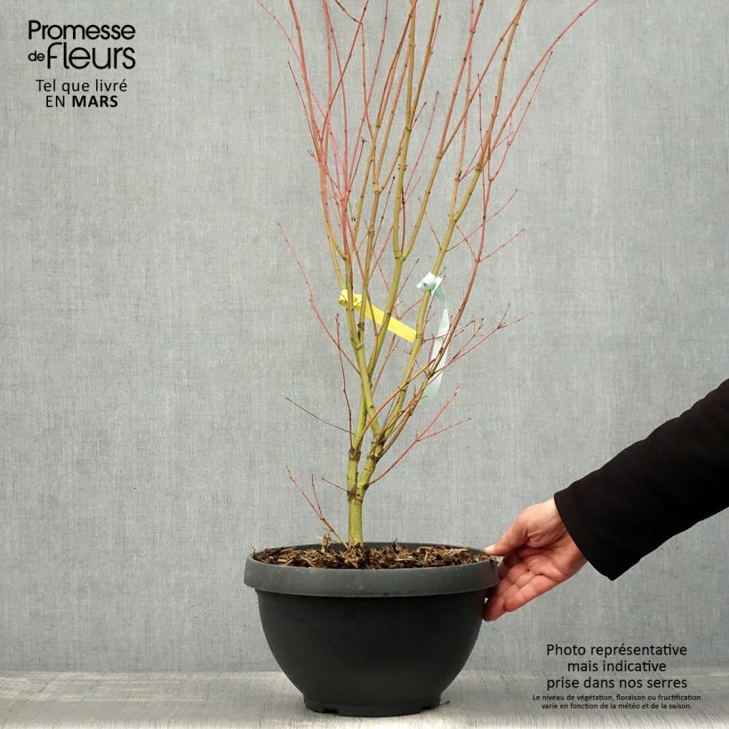 Acer palmatum Sangokaku - Acero giapponese Vaso da 6L/7L esemplare consegnato in primavera