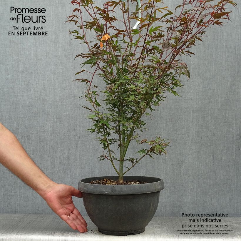 Esemplare di Acer palmatum Shaina - Acero giapponese Vaso da 6L/7L come consegnato in autunno
