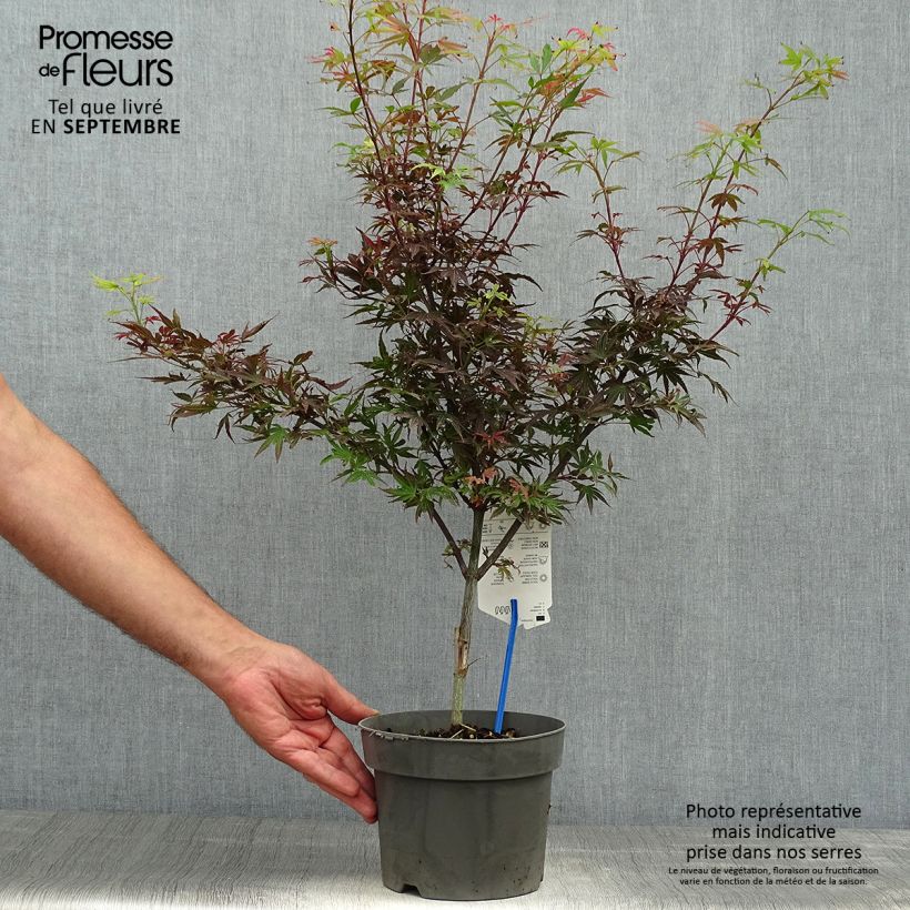 Esemplare di Acer palmatum Shaina - Acero giapponese Vaso da 3L/4L come consegnato in autunno