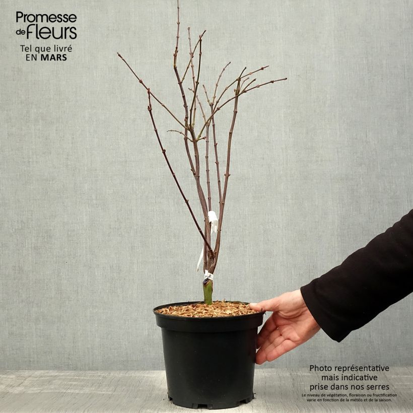 Acer palmatum Shaina - Acero giapponese Vaso da 3L/4L esemplare consegnato in primavera