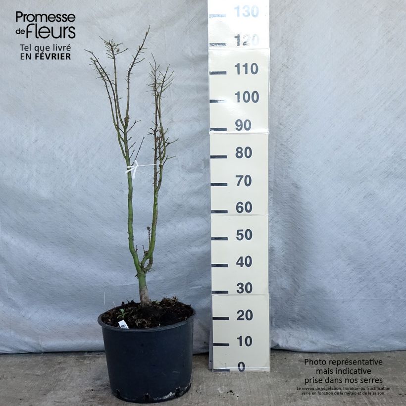 Acer palmatum Shishigashira - Acero giapponese Vaso da 18L/20L esemplare consegnato in inverno
