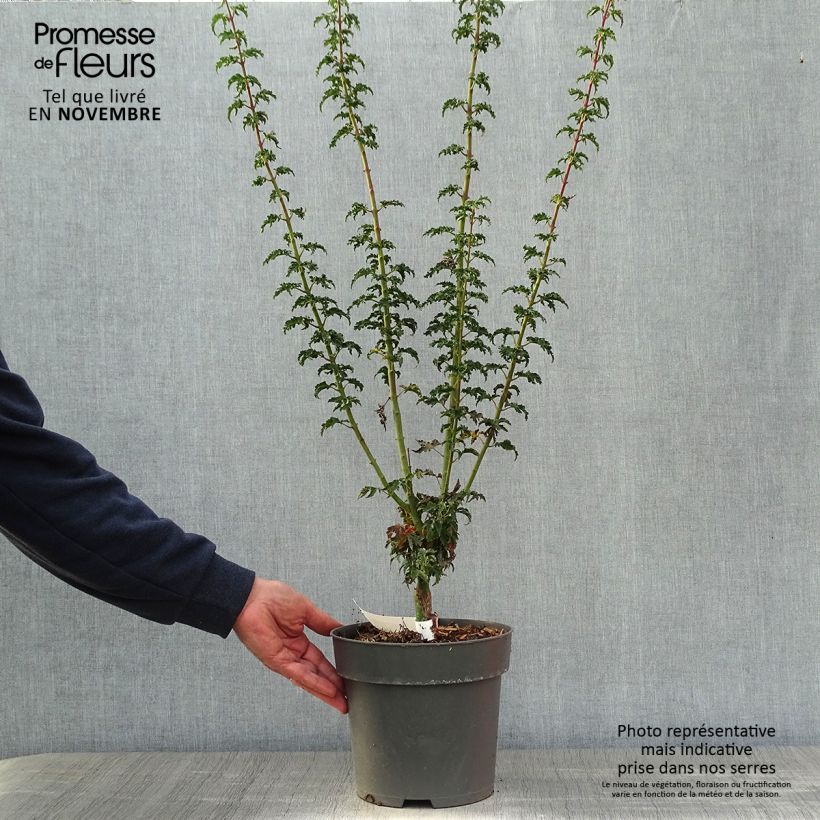 Esemplare di Acer palmatum Shishigashira - Acero giapponese Vaso da 3L/4L come consegnato in autunno