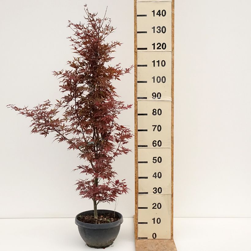Esemplare di Acer palmatum Skeeter's Broom - Acero giapponese Ciotola da 7,5L/10L consegnato in estate