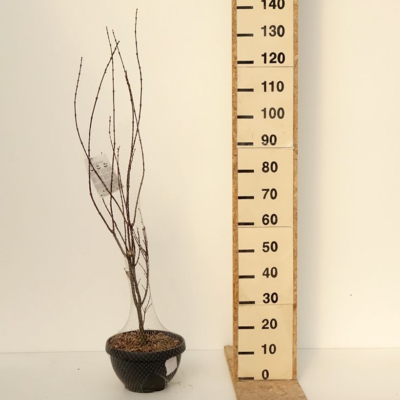Acer palmatum Skeeter's Broom - Acero giapponese Ciotola da 7,5L/10L esemplare consegnato in inverno