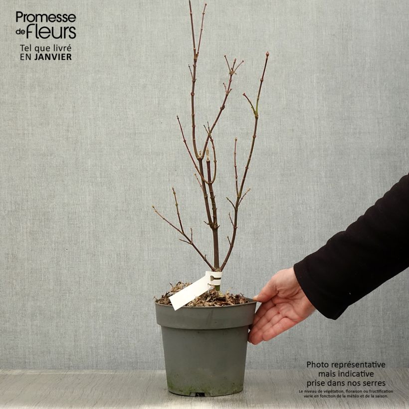Acer palmatum Skeeter's Broom - Acero giapponese Vaso da 3L/4L esemplare consegnato in inverno