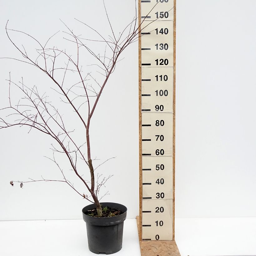 Esemplare di Acer palmatum Sumi-nagashi - Acero giapponese Vaso da 7,5L/10L, A cespuglio come consegnato in autunno