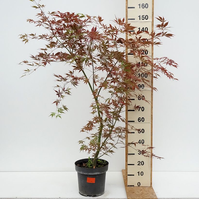 Esemplare di Acer palmatum Sumi-nagashi - Acero giapponese Vaso da 12L/15L consegnato in estate
