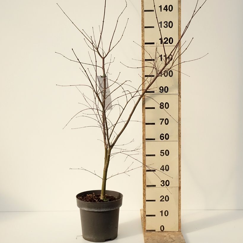 Acer palmatum Sumi-nagashi - Acero giapponese Vaso da 12L/15L esemplare consegnato in inverno