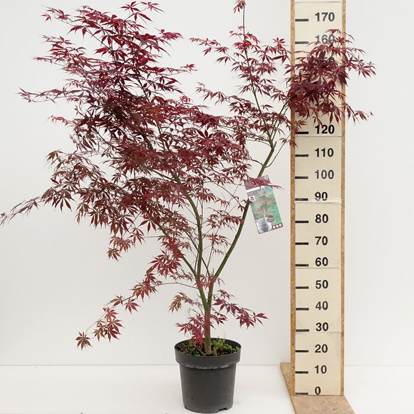 Acer palmatum Sumi-nagashi - Acero giapponese Vaso da 12L/15L, A cespuglio esemplare consegnato in primavera