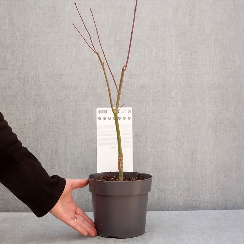 Acer palmatum Sumi-nagashi - Acero giapponese Vaso da 3L/4L esemplare consegnato in inverno