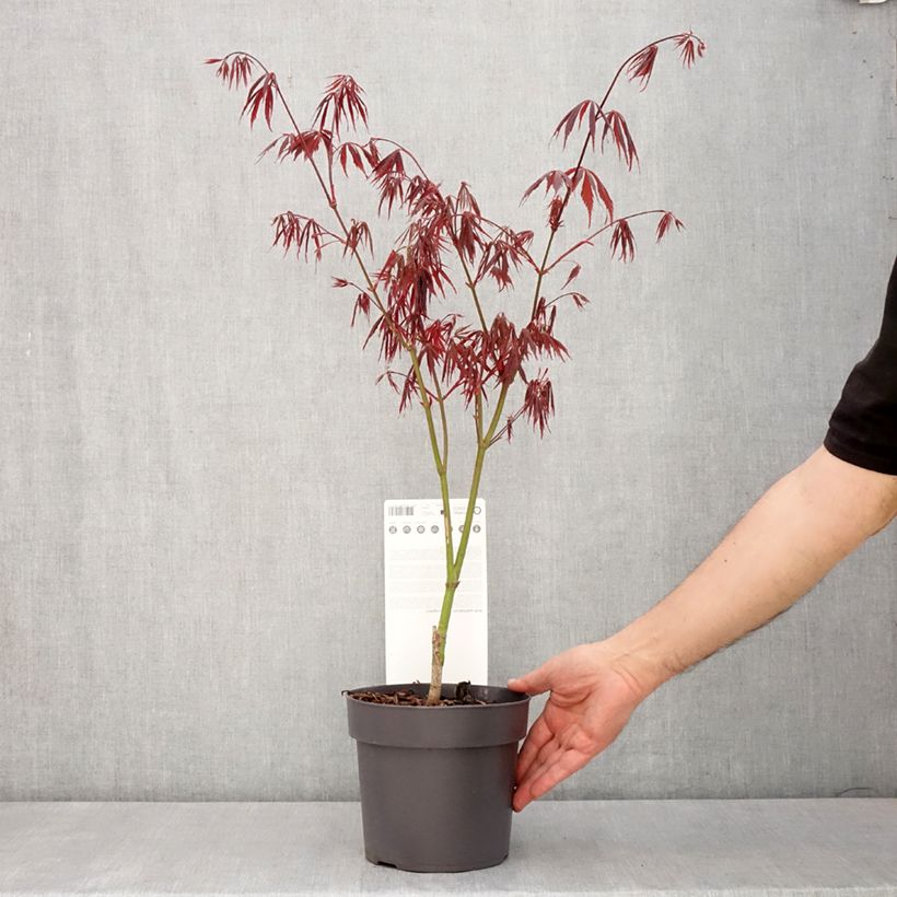 Acer palmatum Sumi-nagashi - Acero giapponese Vaso da 3L/4L esemplare consegnato in primavera