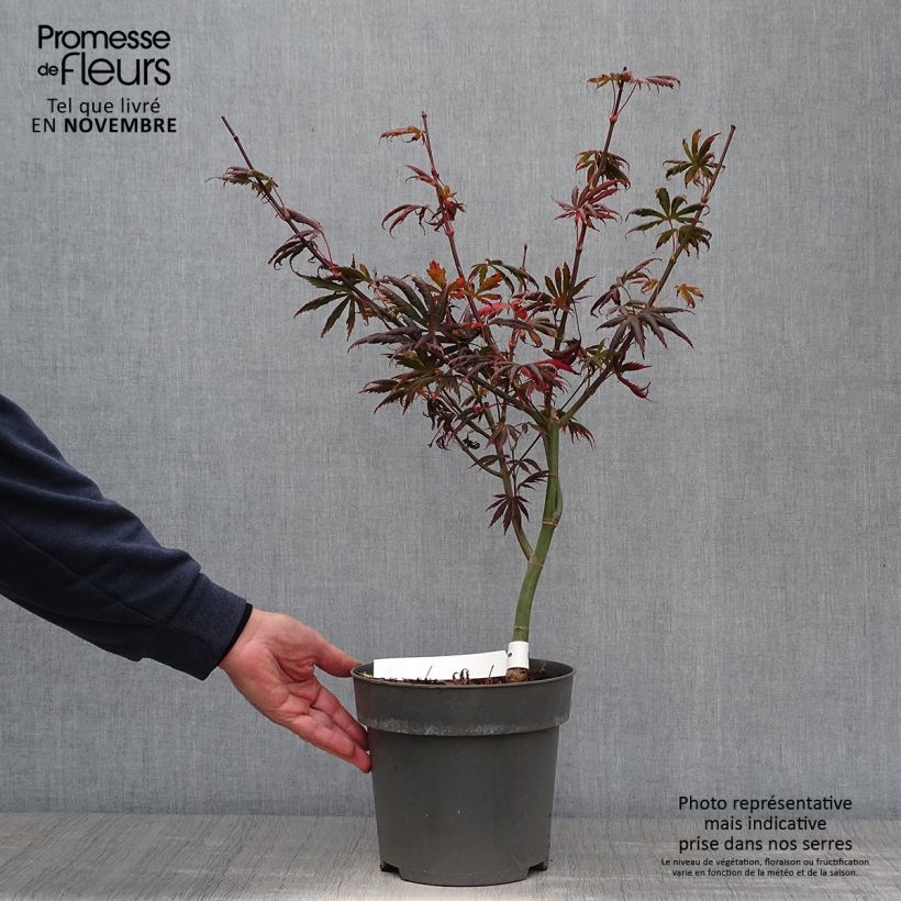 Esemplare di Acer palmatum Trompenburg - Acero giapponese Vaso da 3L/4L come consegnato in autunno