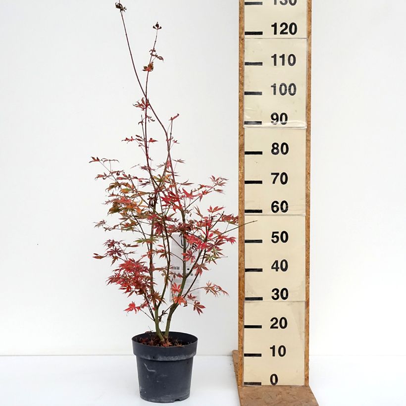 Esemplare di Acer palmatum Trompenburg - Acero giapponese Vaso da 6L/7L come consegnato in autunno