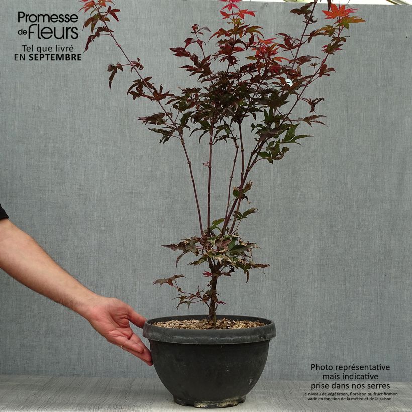 Esemplare di Acer palmatum Twomblys Red Sentinel - Acero giapponese Ciotola da 7,5L/10L come consegnato in autunno