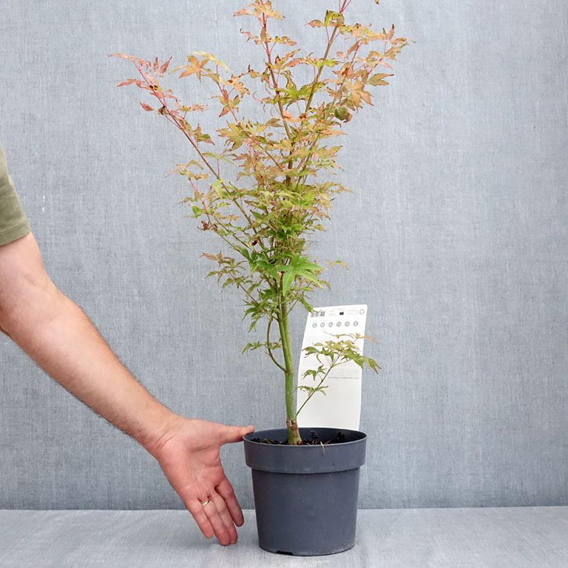 Esemplare di Acer palmatum Ukigumo - Acero giapponese Vaso da 3L/4L consegnato in estate