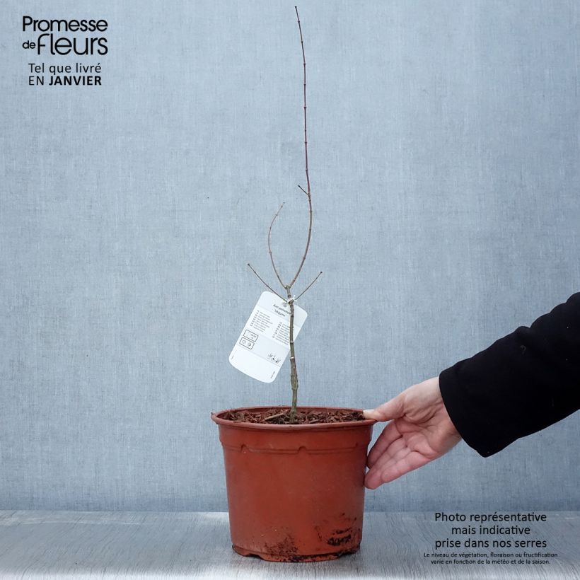 Acer palmatum Ukigumo - Acero giapponese Vaso da 3L/4L esemplare consegnato in inverno