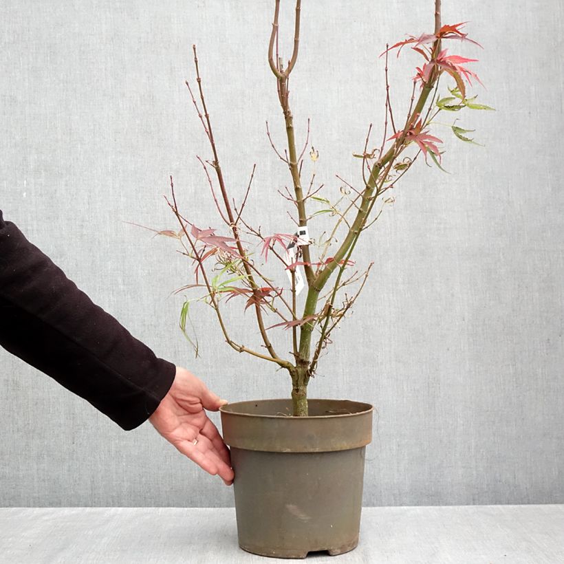 Esemplare di Acer palmatum Villa taranto - Acero giapponese Vaso da 4L/5L come consegnato in autunno