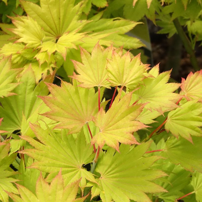 Acer shirasawanum Aureum - Acero giapponese (Fogliame)