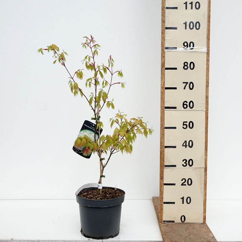 Acer shirasawanum Autumn moon - Acero giapponese Vaso da 7,5L/10L esemplare consegnato in primavera