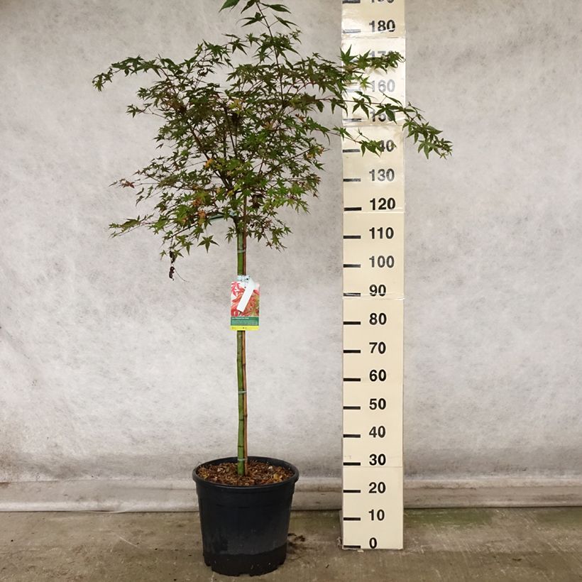 Esemplare di Acer palmatum Beni Maiko - Acero giapponese Vaso da 12L/15L come consegnato in autunno