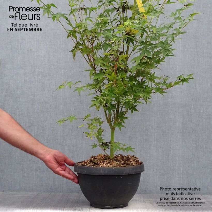 Esemplare di Acer palmatum Bi Hoo - Acero giapponese Ciotola da 7,5L/10L come consegnato in autunno