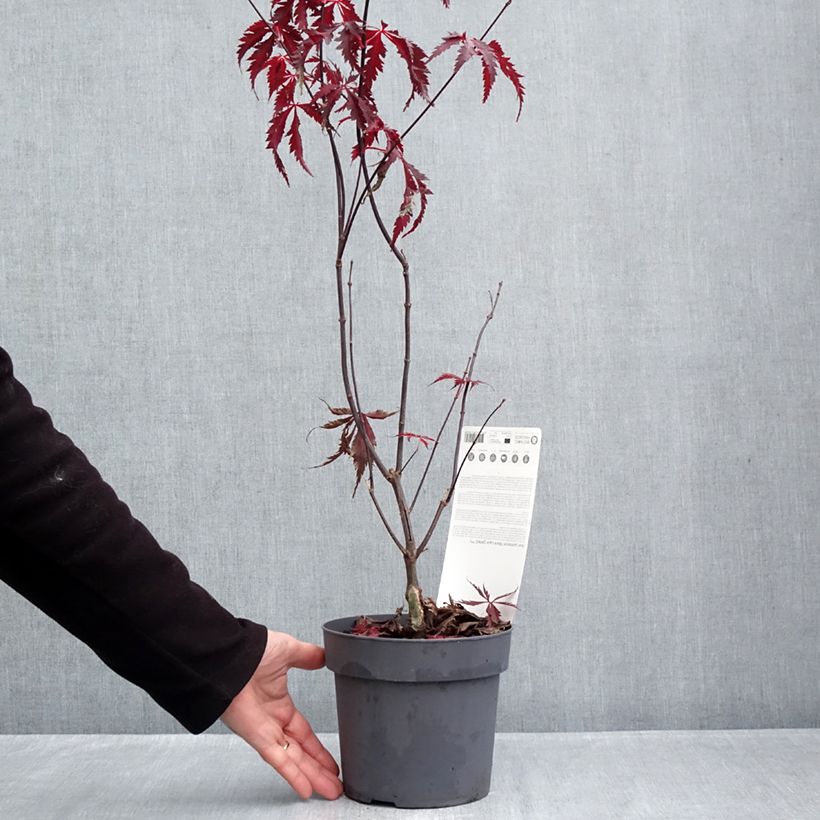 Esemplare di Acer palmatum Black Lace - Acero giapponese Vaso da 2L/3L come consegnato in autunno