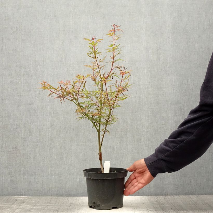 Esemplare di Acer palmatum Jerre Schwartz - Acero giapponese Vaso da 2L/3L consegnato in estate