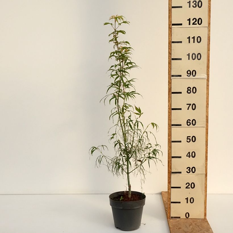 Esemplare di Acer palmatum Koto-No-Ito - Acero giapponese Vaso da 6L/7L consegnato in estate