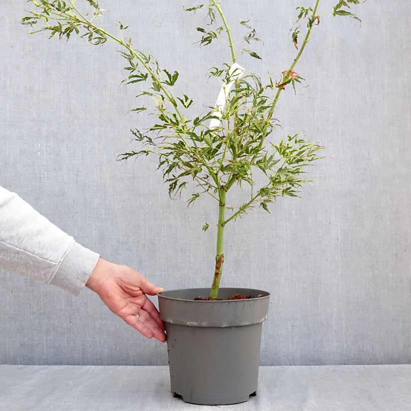 Esemplare di Acer palmatum Manyo-No-Sato - Acero giapponese Vaso da 4L/5L come consegnato in autunno