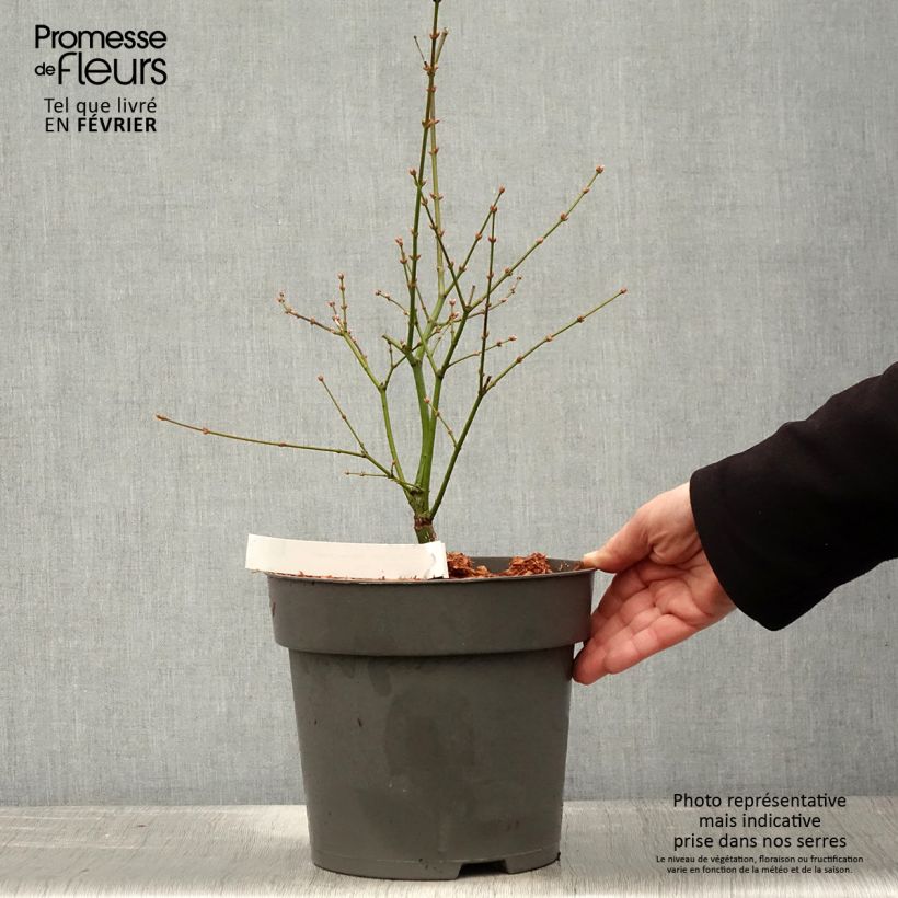 Acer palmatum Manyo-No-Sato - Acero giapponese Vaso da 4L/5L esemplare consegnato in inverno