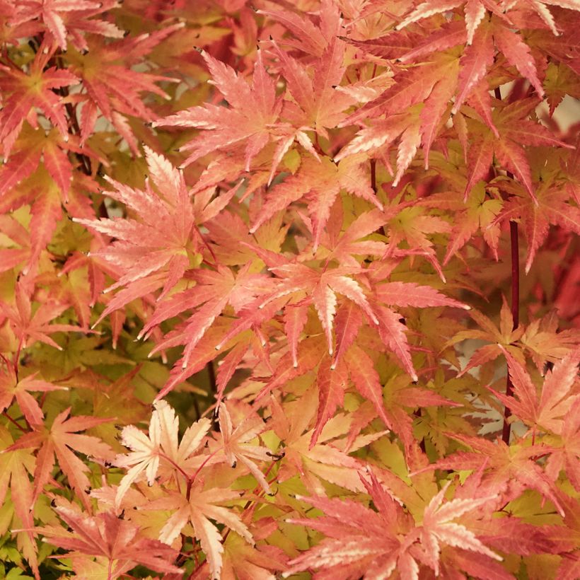Acer palmatum Red Wood - Acero giapponese (Fogliame)