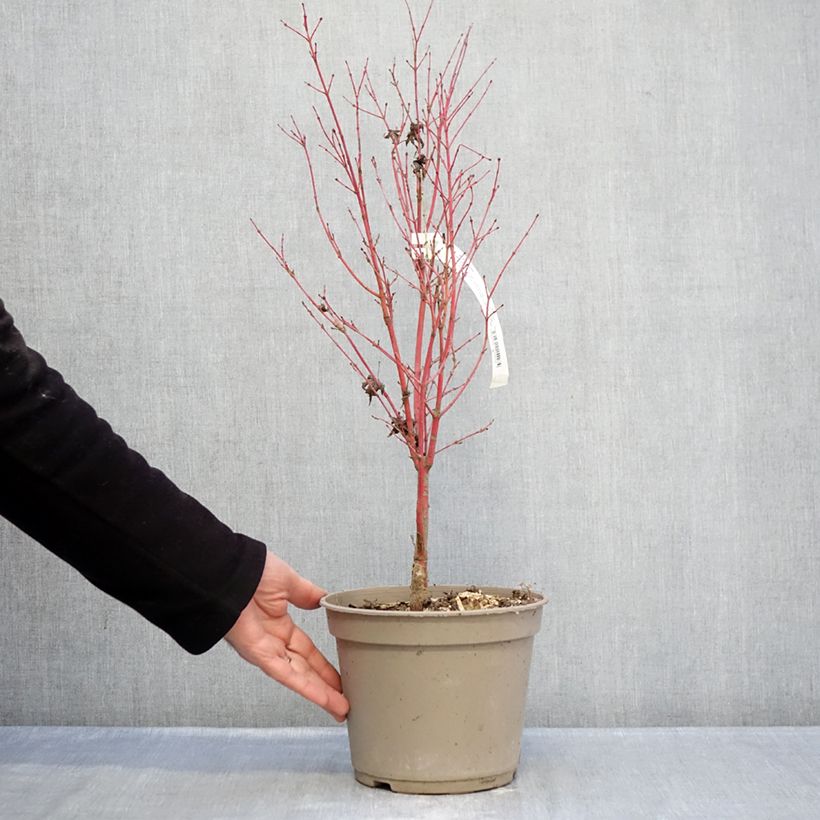 Acer palmatum Red Wood - Acero giapponese Vaso da 4L/5L esemplare consegnato in inverno