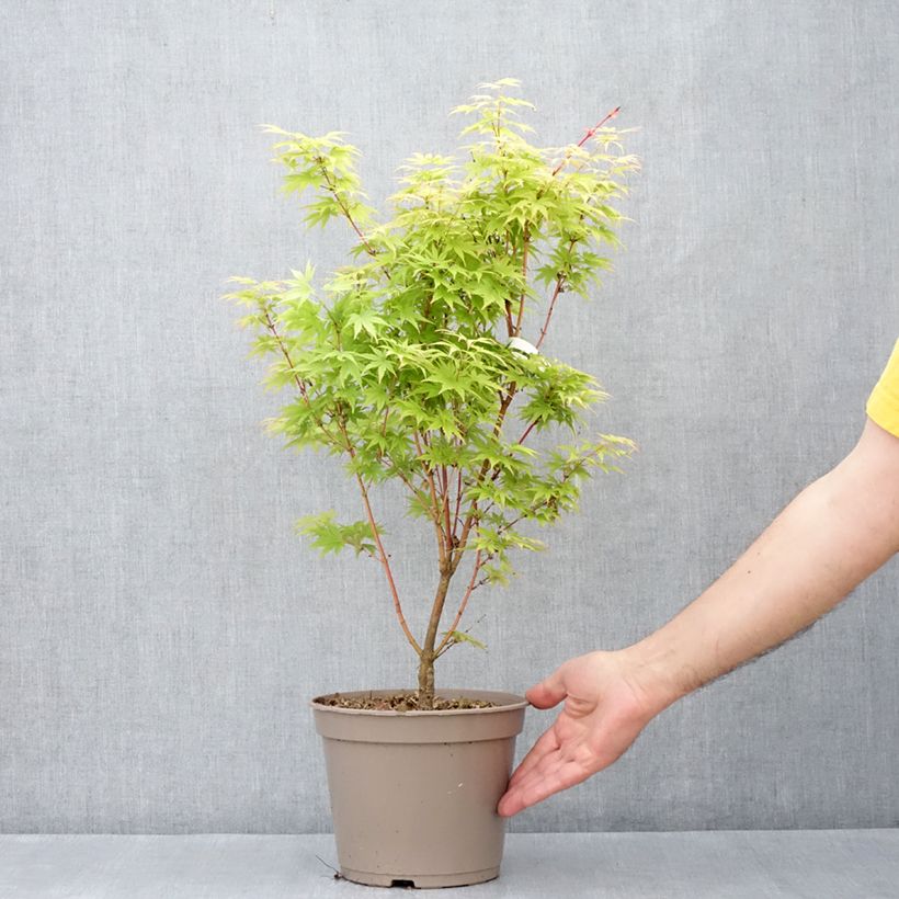 Acer palmatum Red Wood - Acero giapponese Vaso da 4L/5L esemplare consegnato in primavera