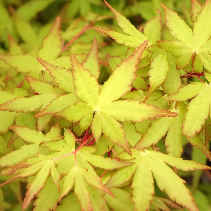 Acer palmatum Ueno Yama - Acero giapponese (Fogliame)