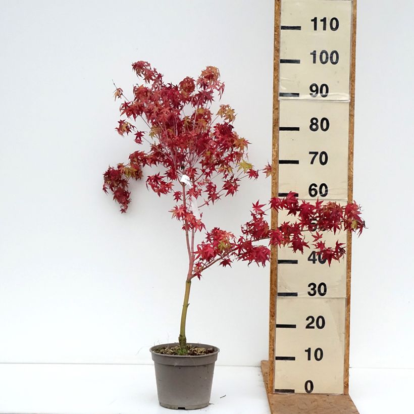 Esemplare di Acer palmatum Ueno Yama - Acero giapponese Vaso da 4L/5L come consegnato in autunno